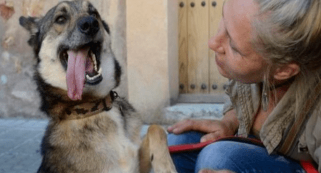 Rescatan A Perro Que Era Abusado Sexualmente Por Su Dueo Espaa