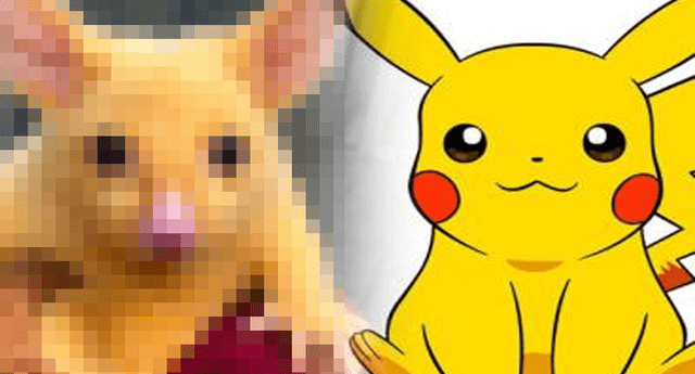  Encuentran a “Pikachu” de carne y hueso abandonado en Australia y fans lo quieren de mascota.