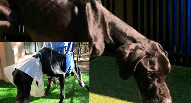 Perro maltratado por sus dueños se había comido parte de su pata por hambre