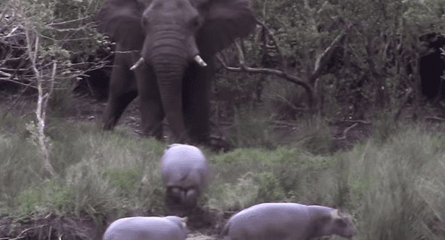La sorprendente escena ocurrió en una reserva natural de África.