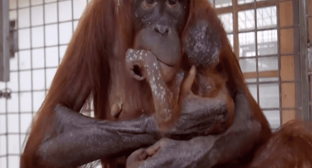 Así fue el dulce reencuentro entre una orangutana y su bebé. 