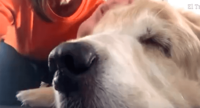 Dueña de cachorro le dedicó una emotiva canción antes de que este fallezca