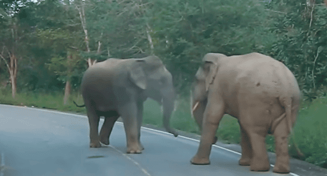 Dos elefantes dejaron en shock a mujer tras protagonizar brutal pelea. 