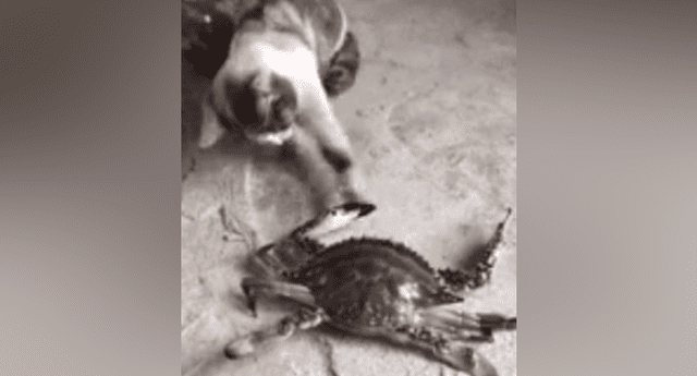 Gato saca de quicio a cangrejo al tocarlo descaradamente y su violenta reacción se vuelve viral. 