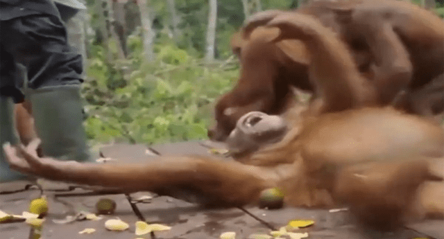 Orangután llora por leche y hace “berrinche” en el suelo; drama conmueve a cuidador. 