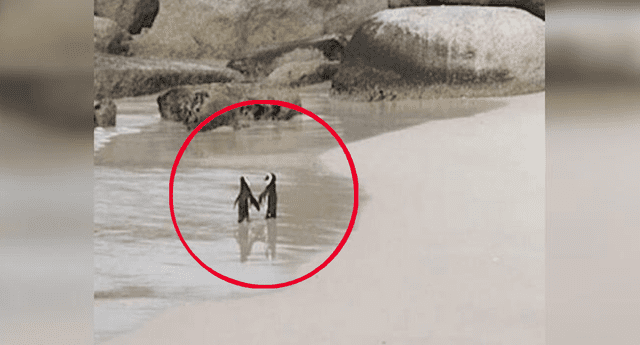Captan a pareja de pingüinos paseando agarrados de las "manos” y se juran amor eterno.