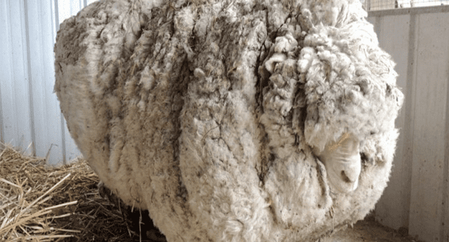 Oveja vivió con 40 kilos de lana atrapada en su cuerpo tras ser abandonada 6 años.