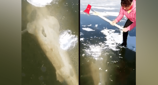 Asiáticas hallan enorme pez en lago congelado, lo salvan y el final es trágico. 
