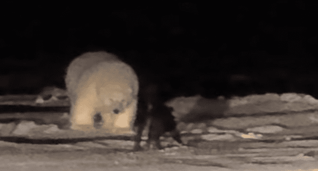Ambos animales tuvieron un encuentro sobre la nieve de Alaska
