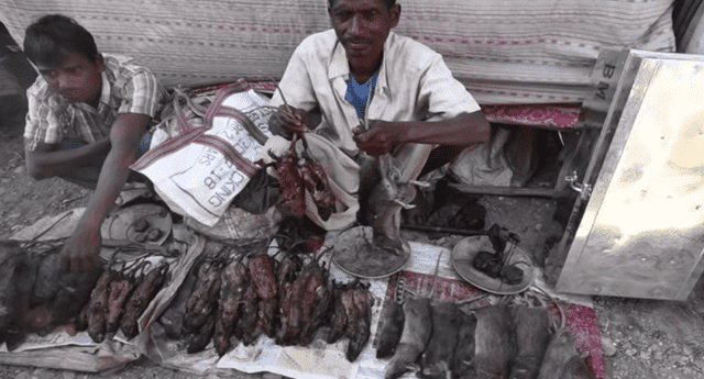 Pobladores en la India comen rata en vez de pollo y pavo para celebrar Año Nuevo.