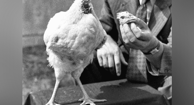 ¿Por qué el pollo “Mike” vivió 18 meses sin cabeza? La ciencia te lo explica .