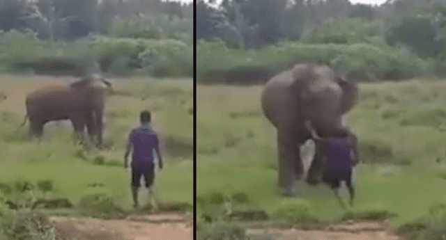 Hombre intenta hipnotizar a elefante, lo molesta y es pisoteado hasta la muerte.