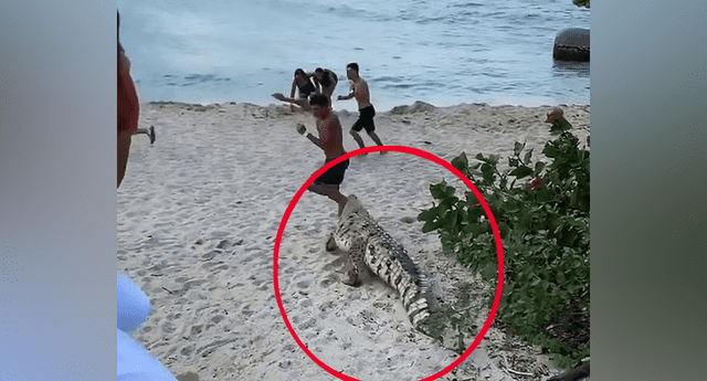 Enorme cocodrilo aparece sigilosamente en playa y turistas huyen despavoridos.