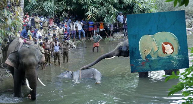 Elefante en Kerala fallece a causa de un explosivo