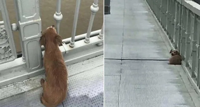Perro espera a su dueño en Wuhan