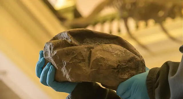 Científicos descubren en la Antártida el huevo de dinosaurio más grande encontrado hasta el momento (VIDEO)