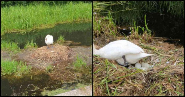 Activistas denuncian que Cisne hembra murió de pena después de que sujetos rompieran sus huevos [FOTOS]