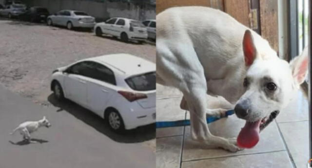 Perro sin patas delanteras es cruelmente abandonado en medio de la pista (VIDEO)