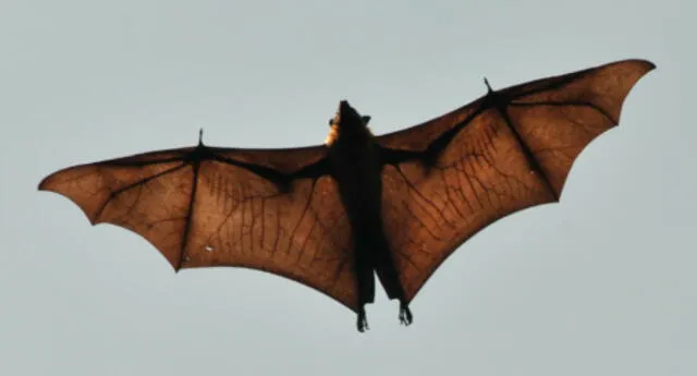 ¡Batman existe!: Captan murciélago de "tamaño humano" en Filipinas (FOTOS)