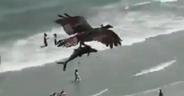El increíble momento en que un águila caza a un tiburón y se lo lleva en sus garras (VIDEO)