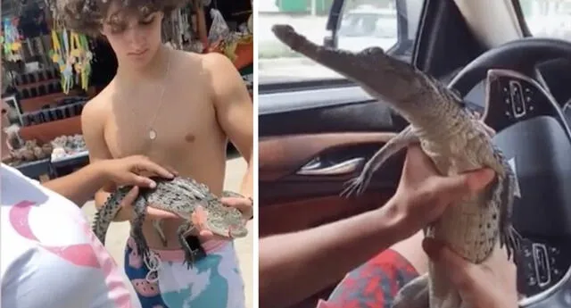 Influencers compran ilegalmente un cocodrilo bebé
