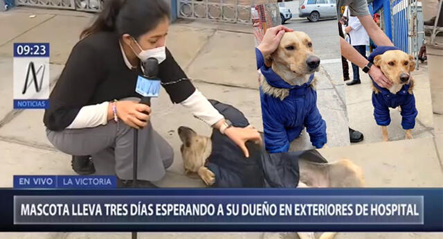 ¿Quién es FiruCo? | La historia de un perrito que espera a su dueño hospitalizado por Covid-19 en Hospital Almenara