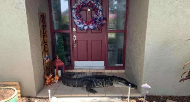 Una familia encuentra repentinamente un caimán sin patas delanteras en la puerta de su casa (FOTOS)