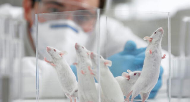 Estudio científico revela que las ratas poseen los mismos dilemas morales que los humanos