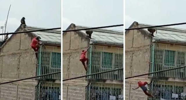 Un hombre se encuentra repentinamente con un babuino salvaje en su techo y sufre aparatoso accidente (VIDEO)