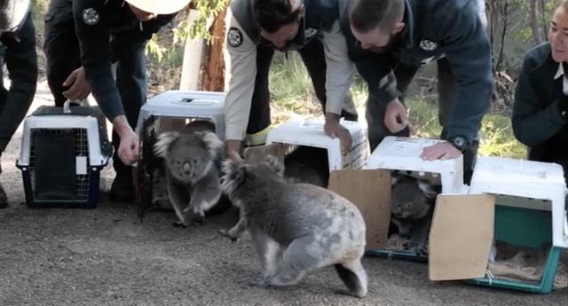 Los koalas que fueron evacuados por los incendios en Australia son llevados de vuelta al bosque.