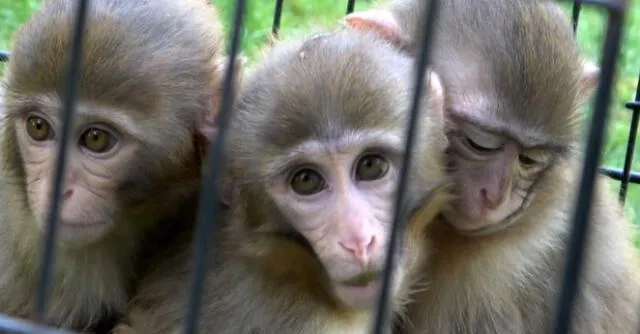 Dos monos protegen a su hermano con síndrome de Down en zoológico.