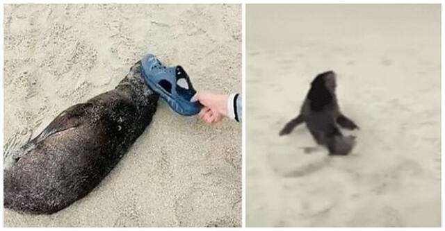 Turista Golpea Varias Veces A Un Leon Marino Bebe Dormido En Una Playa Y Usuarios Lo Critican Aweita La Republica