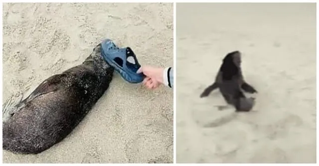 Turista golpea varias veces a un león marino bebé dormido en una playa y usuarios lo critican