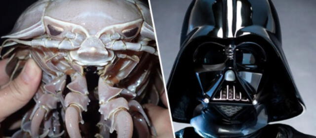 "Darth Vader", la cucaracha marina con el aspecto del villano más famoso de Star Wars (FOTOS)