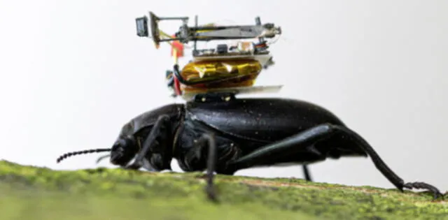 Científicos crean una diminuta cámara para escarabajos que permitirá investigar más sobre la vida de estos animales (VIDEO)