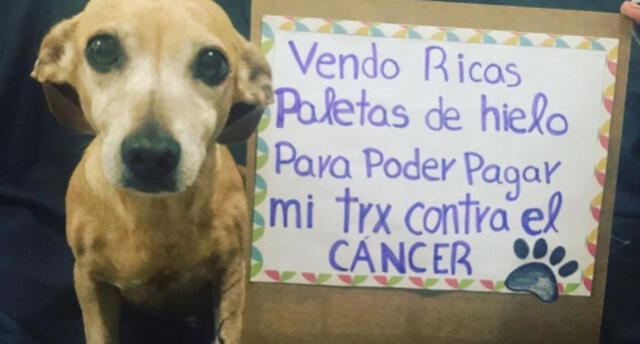 ¡Conmovedor! Perrito vende helados y cubrebocas para pagar su tratamiento contra el cáncer (FOTOS)