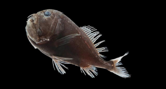 Científicos descubren peces capaces de absober el 99% de la luz que les llega para volverse ultra negros (FOTOS)
