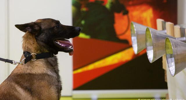 Perros son entrenados para detectar la Covid-19 con el olfato.