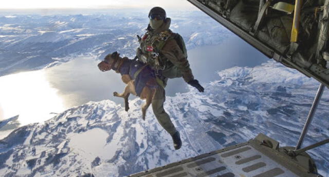 ¡Increíble hazaña canina! Perros se lanzan en paracaídas desde un avión (VIDEO)