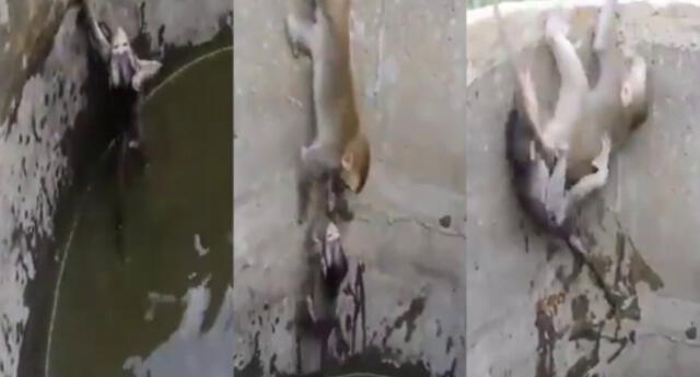 Bebé mono cae a pozo y termina heroicamente rescatado por su madre (VIDEO)