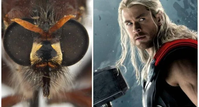 Insectos son bautizados con los nombres de los héroes de Marvel.