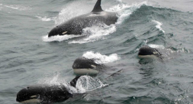 Captan el instante en que un grupo de ballenas asesinas persiguen a un bote y pescadores entran en pánico (VIDEO)