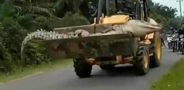 Capturan cocodrilo gigante de más de 4 metros que tuvo que ser traslado con una excavadora (VIDEO)