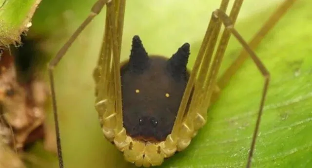 No es una araña con cabeza de lobo: Conoce al increíble murgaño del Amazonas (VIDEO)