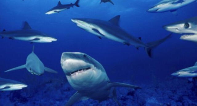 ¿Hacen amigos? Equipo de biólogos descubre que los tiburones son capaces de establecer vínculos duraderos
