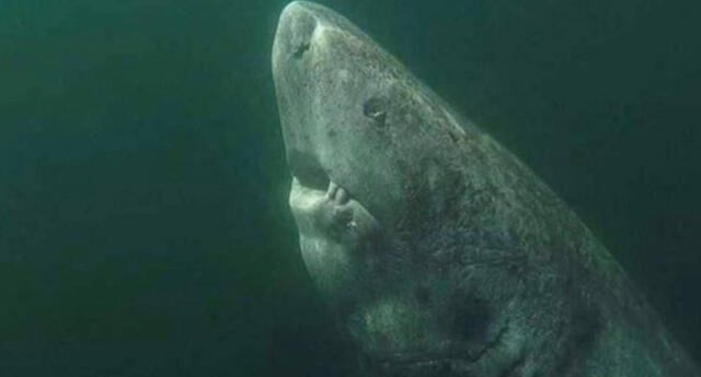 ¡Podría superar los 500 años de vida! Este tiburón es el vertebrado más viejo que se conoce hasta ahora (VIDEO)
