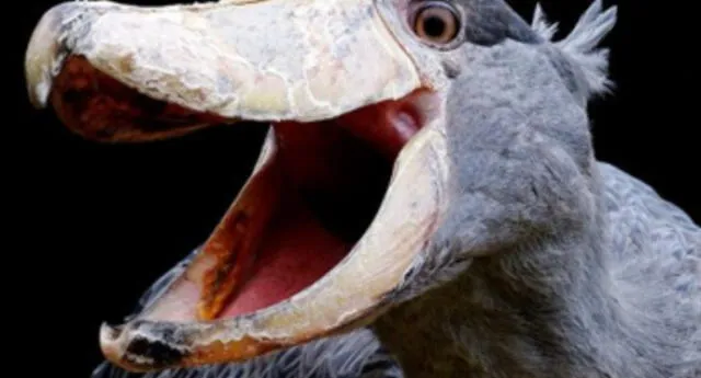 Estudio concluye que la evolución del cráneo de las aves se ralentizó luego de la extinción de los dinosaurios (FOTOS)