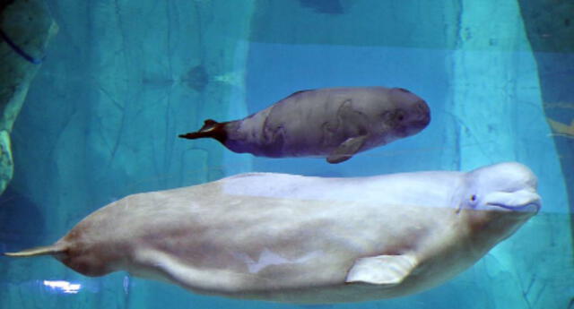 ¿Cómo dan a luz los cetáceos? El nacimiento de esta cría de ballena beluga te despejará de las dudas (VIDEO)
