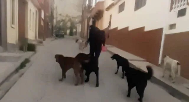 ¡Indignante! Agreden físicamente a una mujer solo por dar de comer a perros callejeros (VIDEO)