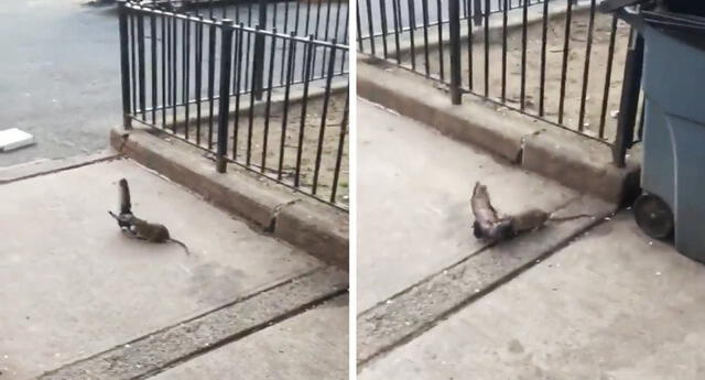 ¡Se la quiso comer! Traseúntes neoyorquinos quedan atónitos tras ver el ataque de una rata a una paloma (VIDEO)